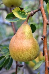 pera su un ramo di albero di pere