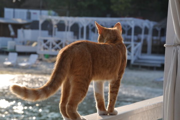 Red cat on the summer cafe near the sea