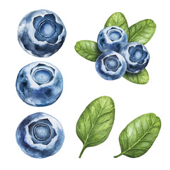 Blueberry. Watercolor botanical illustrations. - 121861415