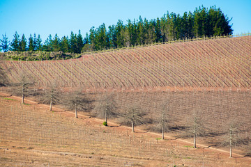 Brown Shapes of Cultivated Land