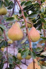ramo di albero di pere con frutti