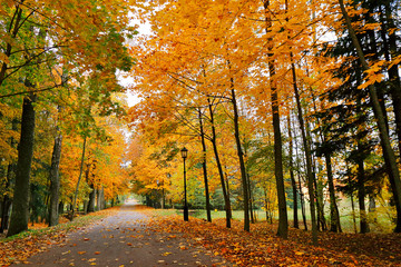 Fototapeta premium Autumn October colorful park. Foliage trees alley