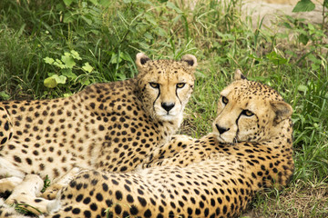 Snuggling Cheetahs