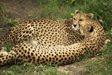 Resting Cheetahs