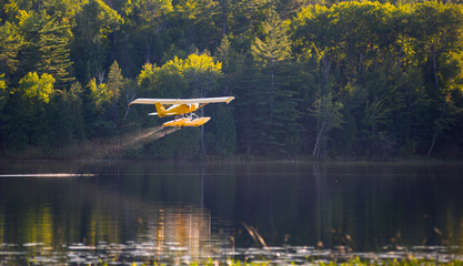 Obraz premium Small yellow airplane on pontoons takes off from an Eastern Ontario lake on a summer's evening.