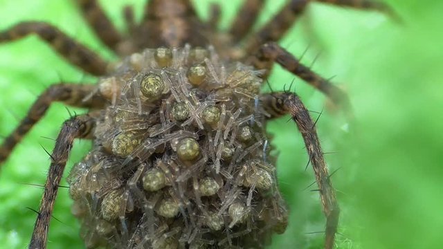 Wolfsspinne transportiert Jungspinnen auf ihrem R&uuml;cken
