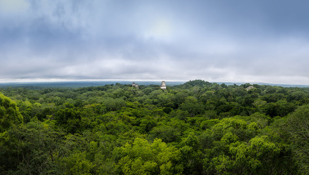 Panoramic view of rainforest and top of mayan temples at Tikal National Park - Guatemala