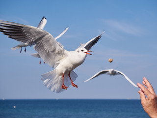 Fototapeta na wymiar Seagull catching some bread
