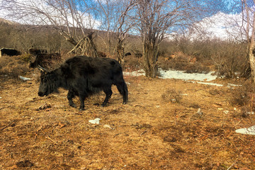 Herd of yak in Shika Snow Mountain (Blue Moon Valley) located at Shangri-La (Zhongdian), Yunnan, China.