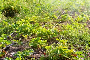 Using Less Water with Drip Irrigation on Strawberry Patch.