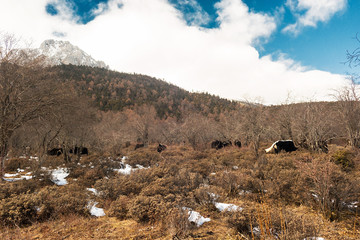 Herd of yak in Shika Snow Mountain (Blue Moon Valley) located at Shangri-La (Zhongdian), Yunnan, China.
