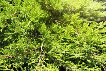 Green cypress branch in sunlight rays.