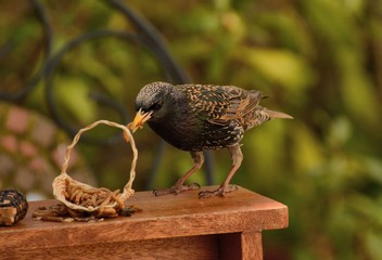 'Hmmm! Seems fresh' Amusing image of starling
examining mealworms in a tiny basket