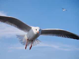 Flying seagull