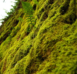 Moos und Farn am Fels