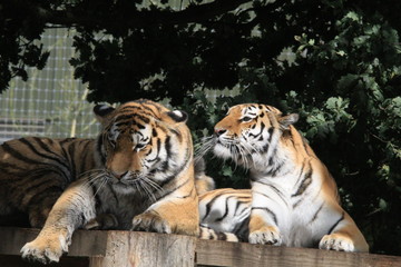 Fototapeta na wymiar 2 tigers together