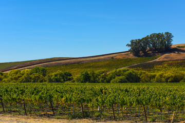 Naklejka premium Vineyard in Napa Valley California