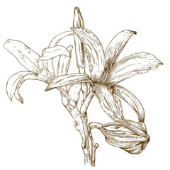 engraving illustration of lily