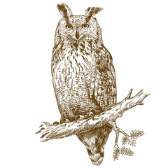 Naklejka premium engraving owl