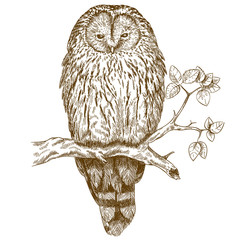 Obraz premium engraving illustration of owl