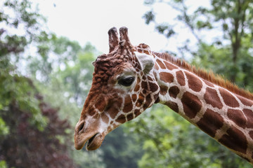 Giraffe - Giraffa camelopardalis