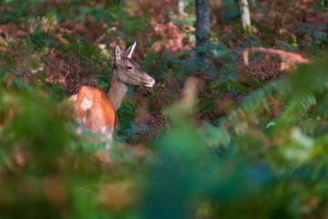 Une biche en forêt derrière des fougères