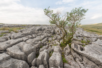 Clints and grykes in limestone pavement at Malham in the Yorkshire Dales.