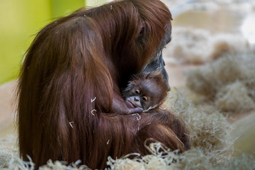 Orang-Utan - Pongo mit Baby