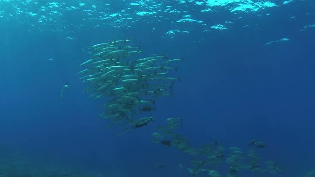 Coral reef with a school of Barracudas and Trevallies. Light reflections, sunrays 4k footage