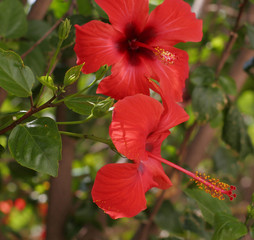 beautiful pink flowers in the garden 