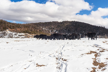 Herd of yak in Shika Snow Mountain (Blue Moon Valley) located at Shangri-La (Zhongdian), Yunnan, China.