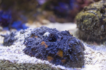 scorpionfish close up