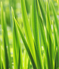 Fototapeta na wymiar green grass with water droplet in sunshine