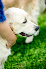 Labrador dog's head on unfocused background,