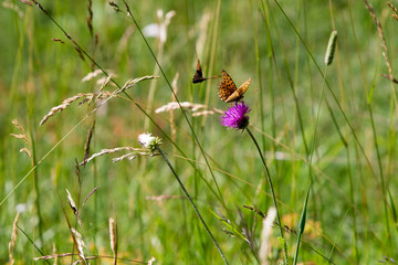Butterflies on a Centaurea scabiosa