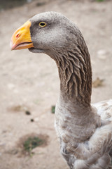 Gray goose with yellow beak, close up