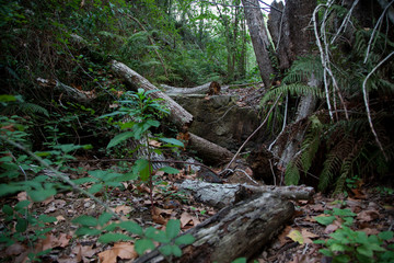 troncos en el bosque