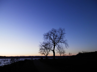 Bare tree in twilight along riverfront