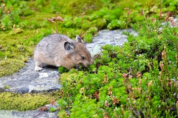 American Pika with grass.