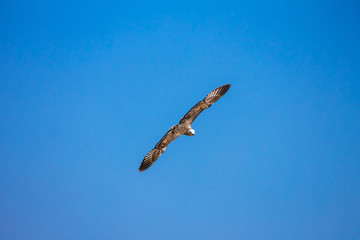 Gull Cormorant flying in the blue sky, nature background