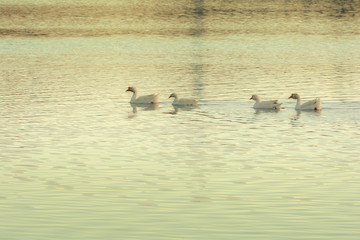 Geese swimming in Lamuyangcuo lake located at Songzanlin Tibetan Buddhist Monastery, Shangri-La (Zhongdian), Yunnan, China.