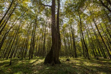 Obraz premium Hyrcania Forest, Mazandaran, Iran