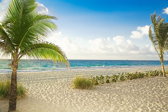 Tropical beach with palm trees on a sunny day

