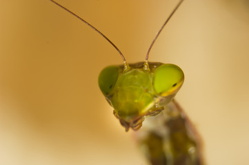 Mantis