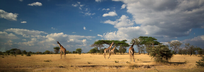 Giraffe landscape