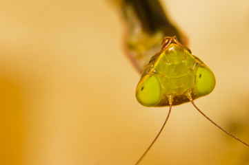 Mantis
