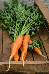 carrots on a wooden background
