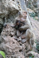 Mother monkey with baby monkey with green background