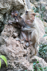Mother monkey with baby monkey with green background