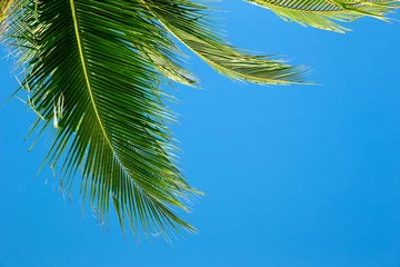 Velvet curtains Palm tree Green palm tree on blue sky background